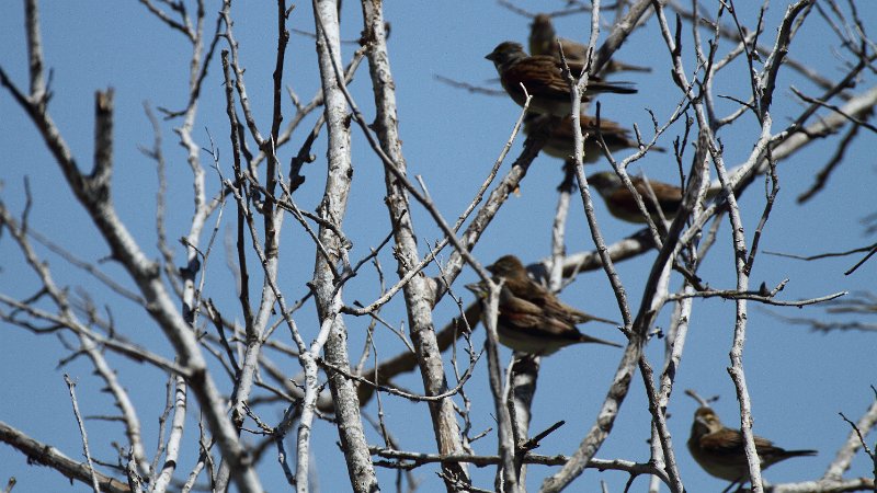 Dickcissal High Island_2010_04_24_3825.JPG